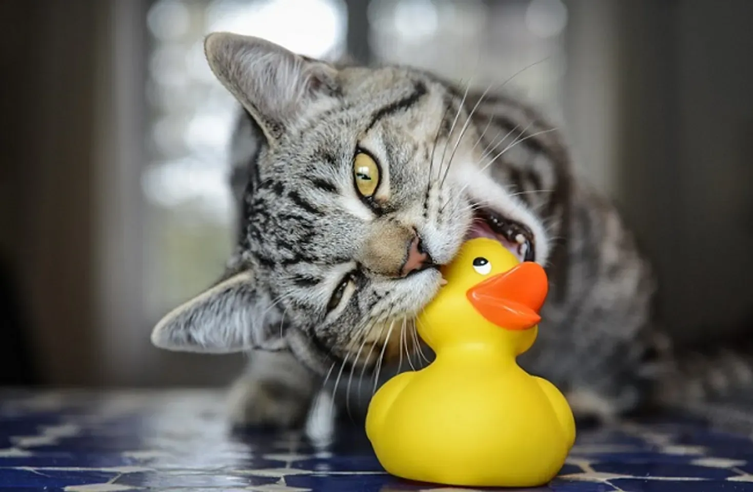 Người nuôi đang chuẩn bị các vật dụng cần thiết để tắm cho mèo tại nhà