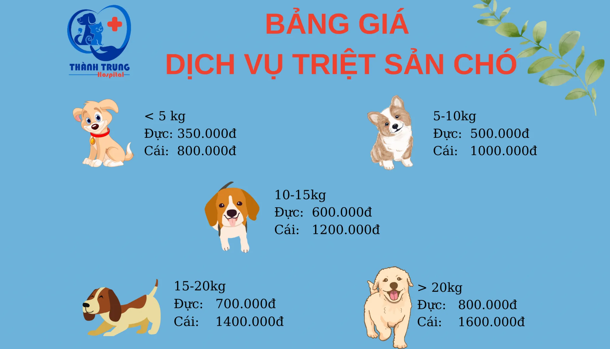 Hình ảnh triệt sản chó cái tại phòng khám thú y