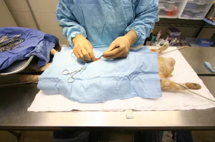 Triệt sản mèo là phương pháp ngừa thai an toàn nhất