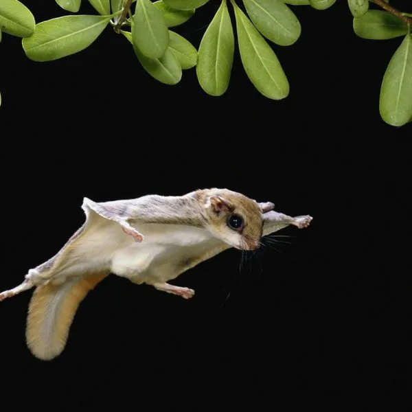 sóc bay úc sugar glider Gò Vấp TP. Hồ Chí Minh