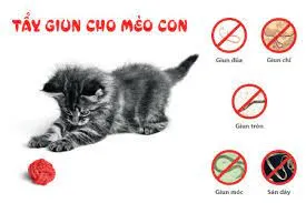 Thực hiện tẩy giun đúng định kỳ giúp loại bỏ nguy cơ tiêu chảy do ký sinh trùng ở mèo nhỏ