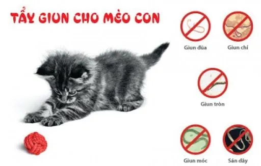 chăm sóc mèo con 2 tháng tuổi 9