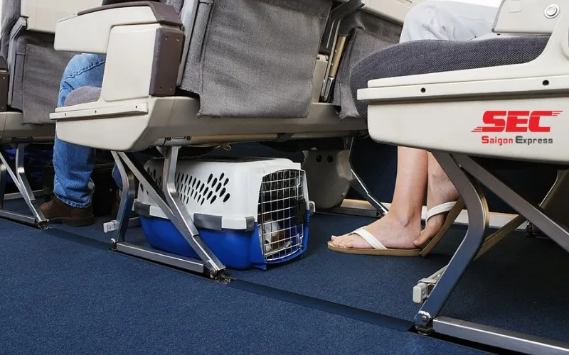 van-chuyen-cho-meo-4