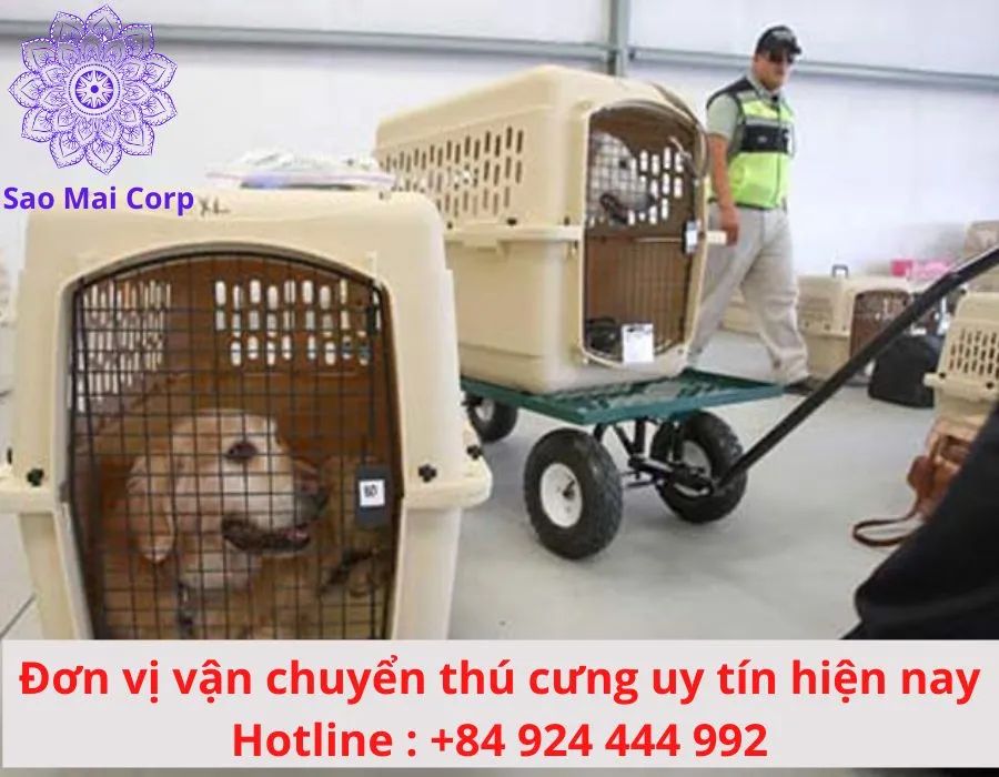 Lồng vận chuyển phải đảm bảo an toàn và thoải mái cho chó mèo trong suốt hành trình