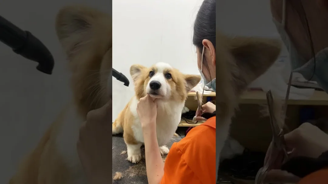 Video cắt tỉa lông cho chó Corgi tại spa