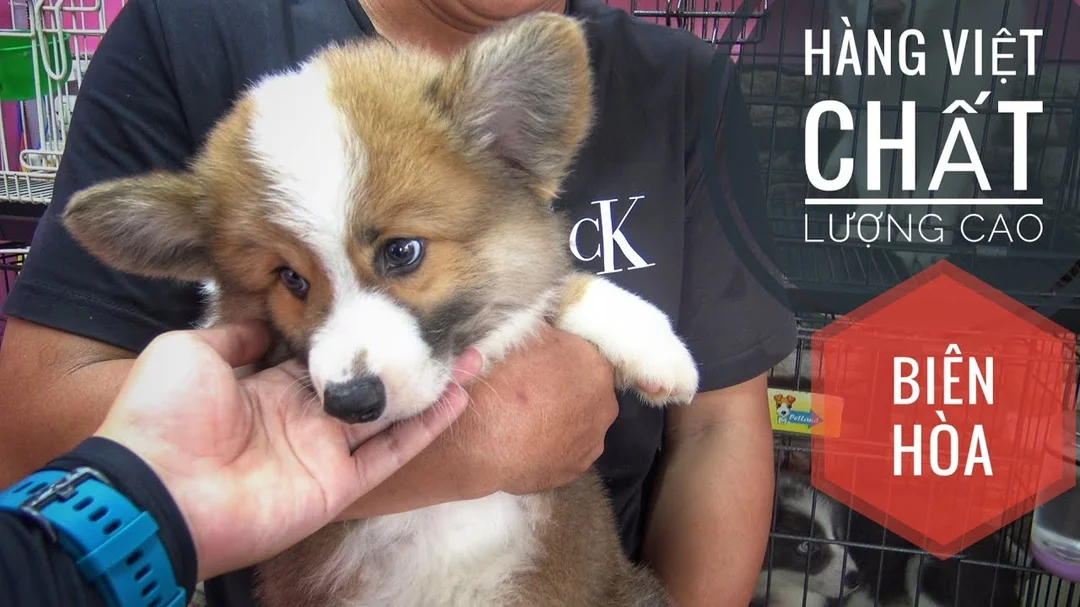Video chăm sóc chó corgi con tại trại nuôi