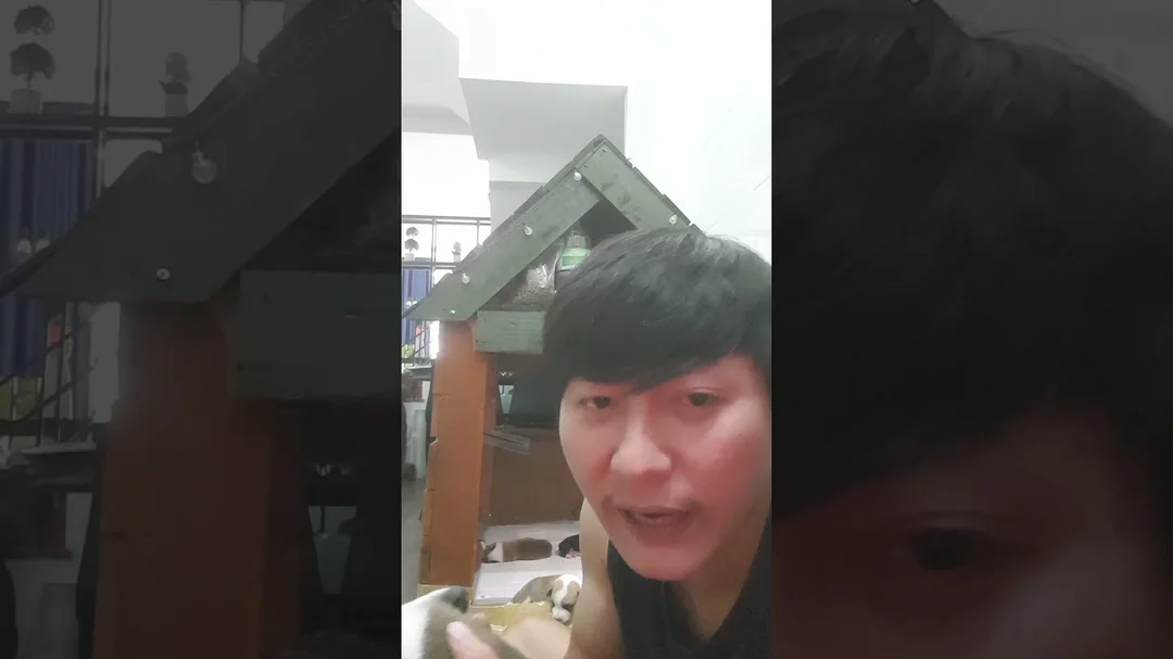 Video chăm sóc chó corgi mẹ và con khi mới sinh