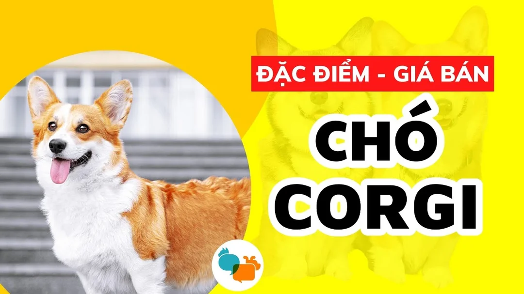 Video chó Corgi giá bao nhiêu tiền và thông tin cần biết