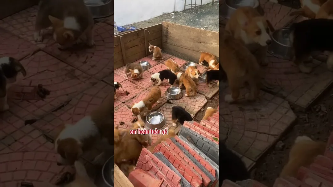 Video chó corgi giá bao nhiêu và chính sách bảo hành