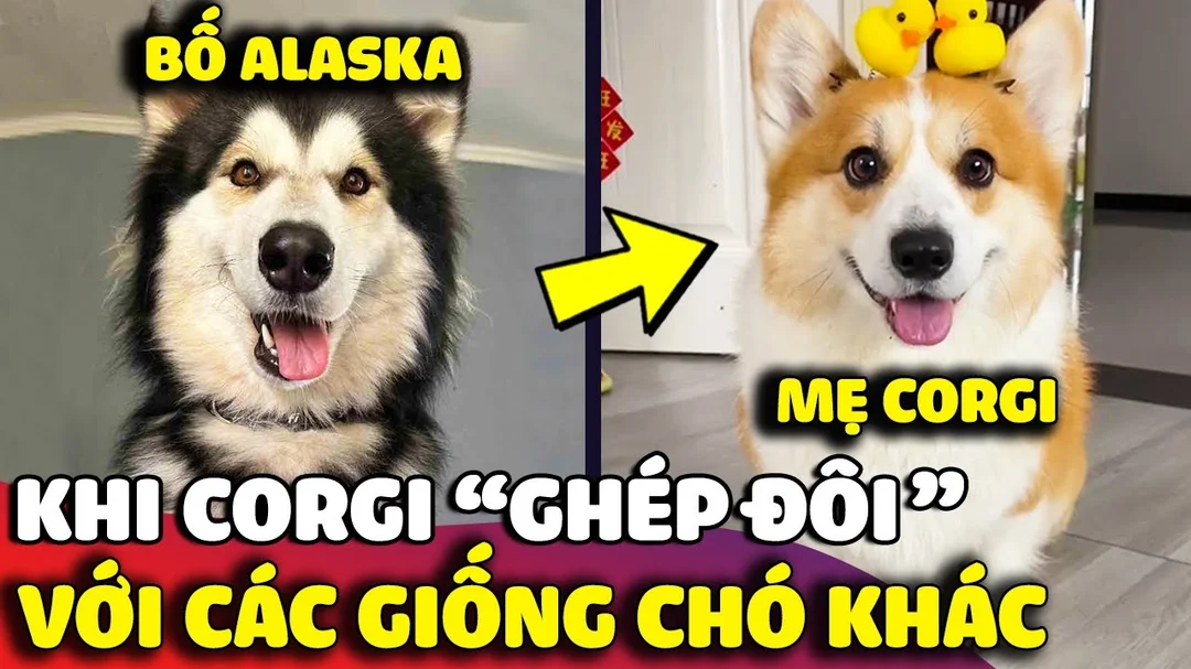 Video chó corgi lai với các giống chó khác