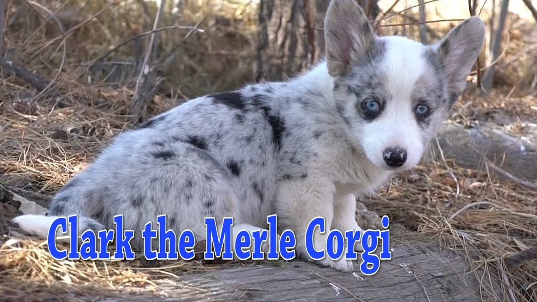 Video chó Corgi màu merle thực tế