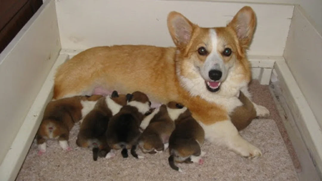 Video chó Corgi mẹ sinh chó con thực tế