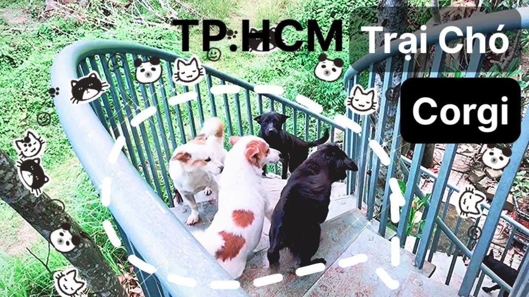 Video chó Nhật và Corgi tại trại chó Củ Chi