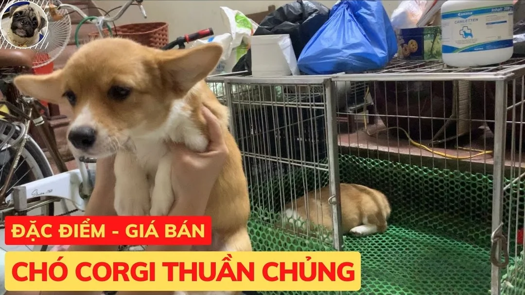 Video đặc điểm và giá bán chó Corgi thuần chủng