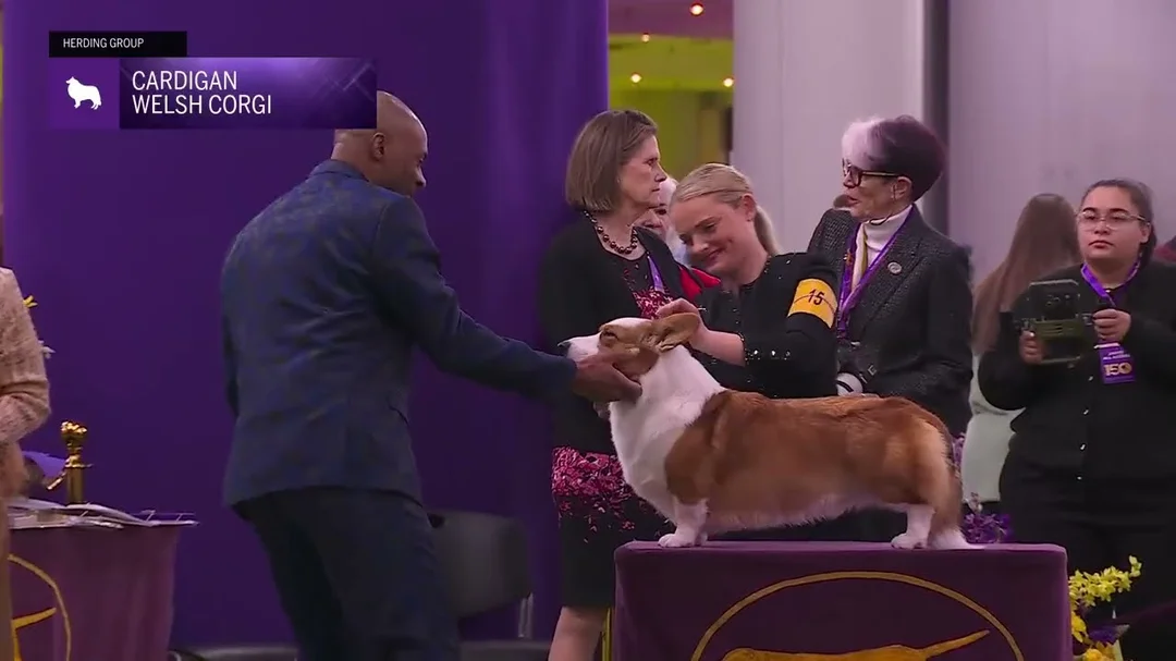 Video đánh giá chuẩn giống Cardigan Welsh Corgi 2026