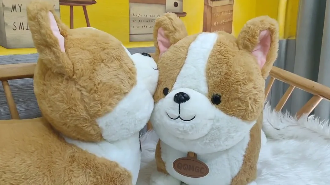Video gấu bông chó corgi mông tim