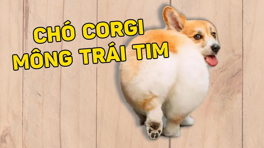 Video giới thiệu chó corgi mông trái tim