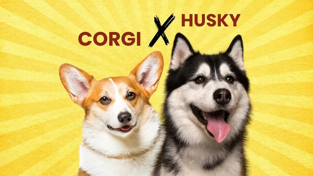 Video giới thiệu chó Horgi lai giữa Corgi và Husky