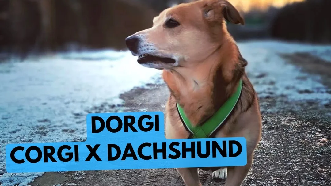 Video giới thiệu Dorgi Corgi lai Dachshund