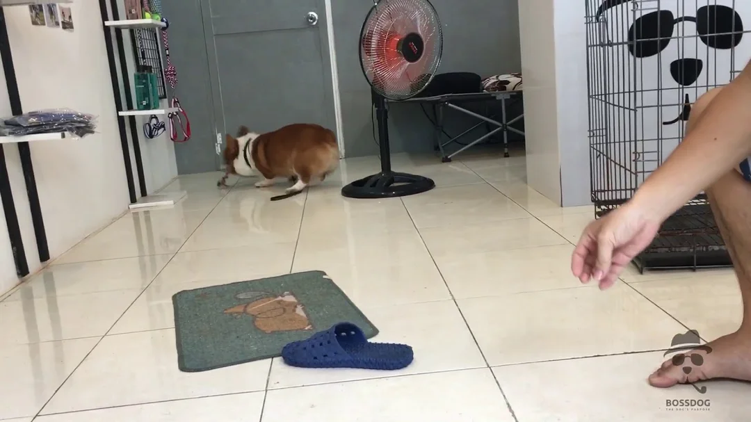 Video huấn luyện chó Corgi cơ bản tại nhà