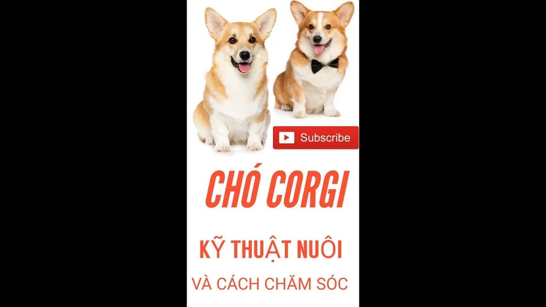Video hướng dẫn chăm sóc chó Corgi thực tế