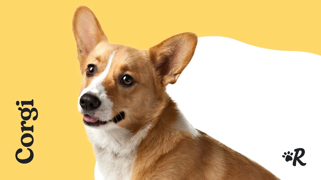 Video hướng dẫn chăm sóc và hiểu tính cách chó corgi