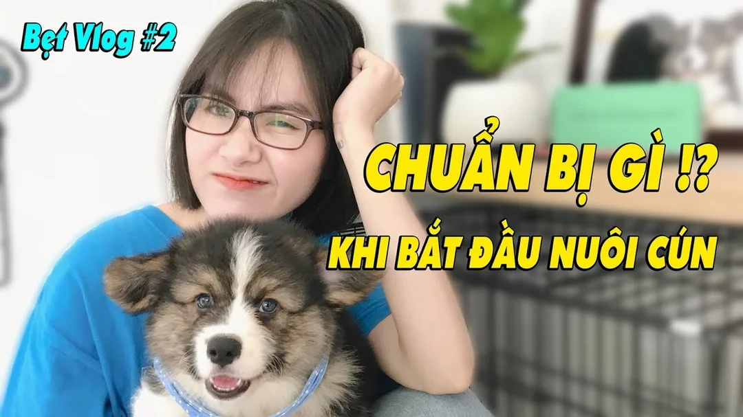 Video hướng dẫn chuẩn bị khi bắt đầu nuôi chó Corgi