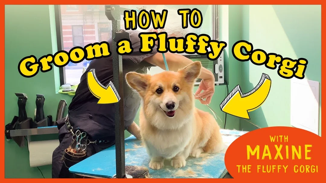 Video hướng dẫn groom chó Corgi fluffy