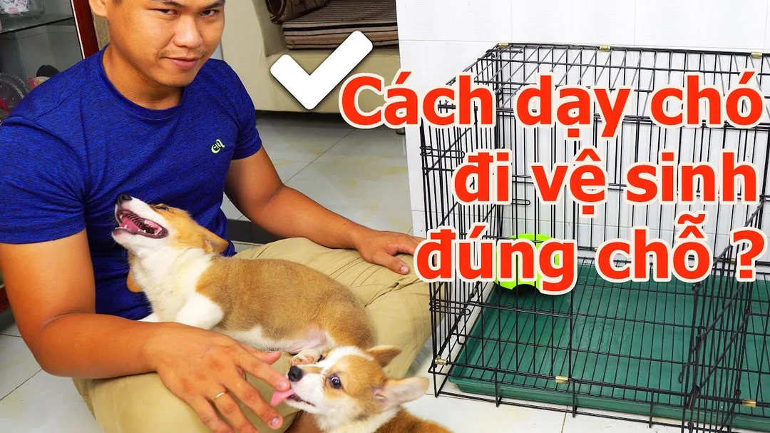 Video hướng dẫn huấn luyện chó Corgi đi vệ sinh đúng chỗ