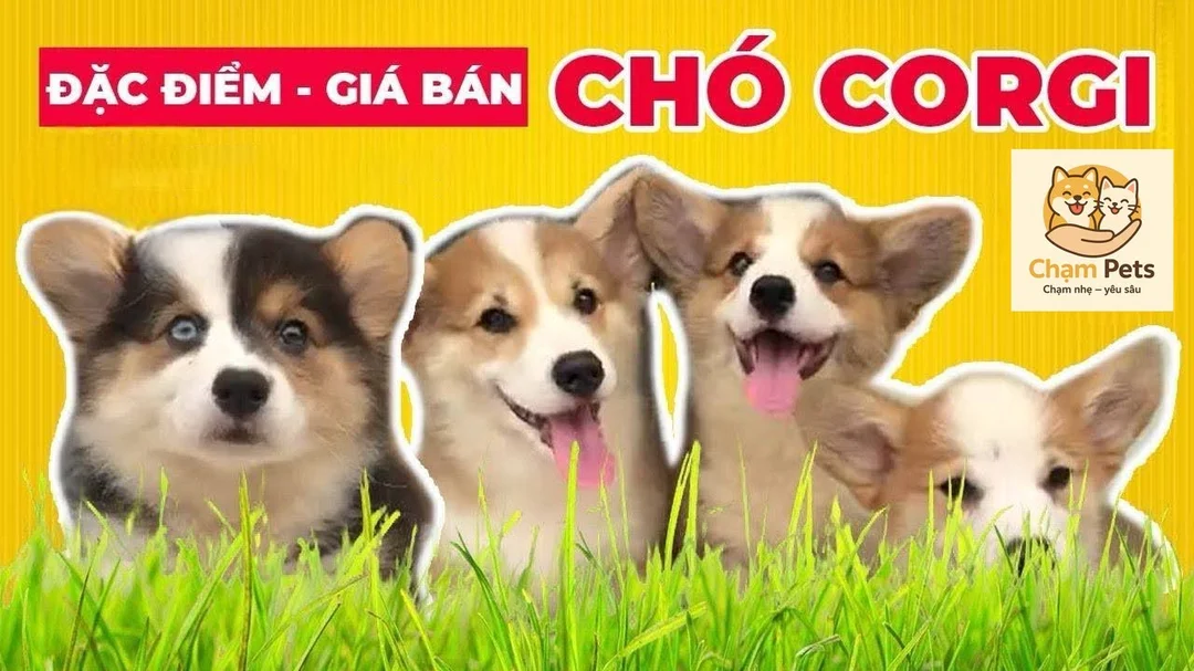 Video hướng dẫn tìm hiểu chó Corgi giá bán và đặc điểm