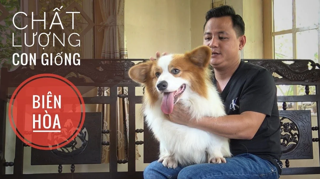 Video tham khảo khu chuồng nuôi Corgi thực tế