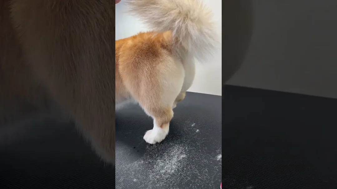 Video tỉa lông mông chó corgi gọn tròn