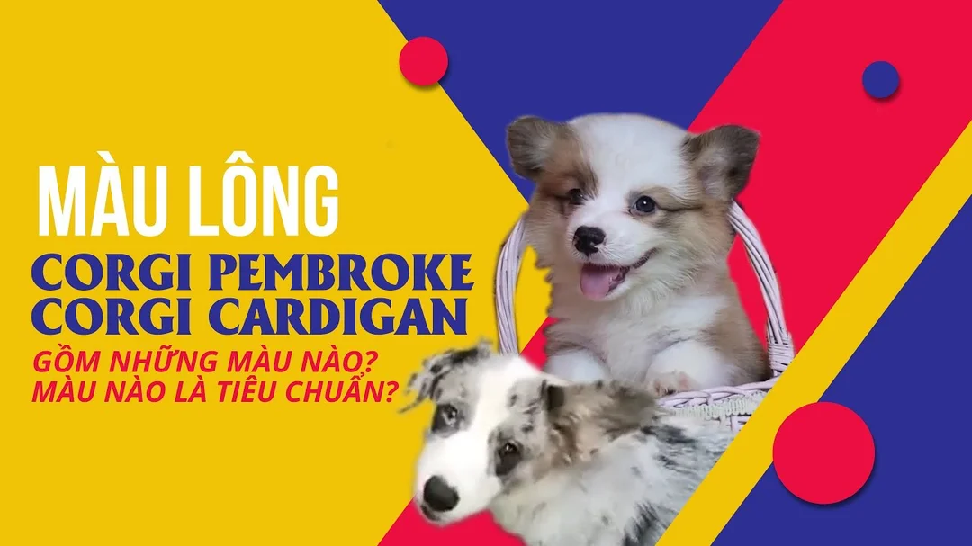 Video tìm hiểu các màu lông chó Corgi