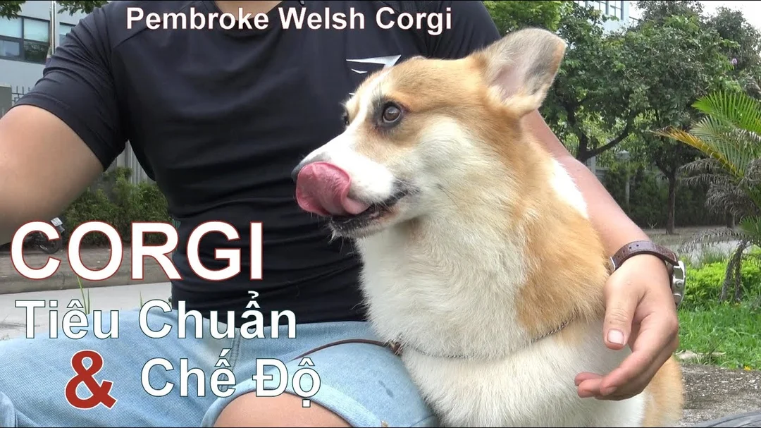 Video tìm hiểu chó Corgi Pembroke đẹp và khỏe