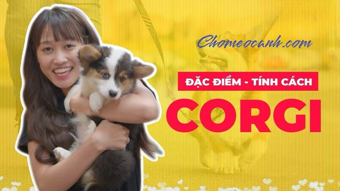 Video tìm hiểu nguồn gốc và đặc điểm chó Corgi