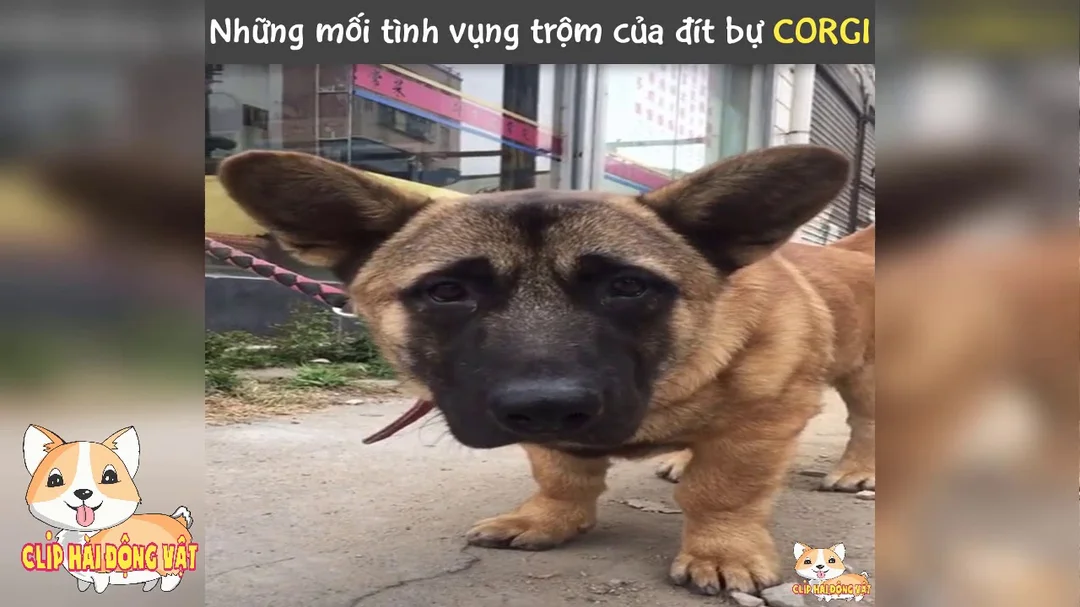 Video về chó Corgi lai với các giống chó khác
