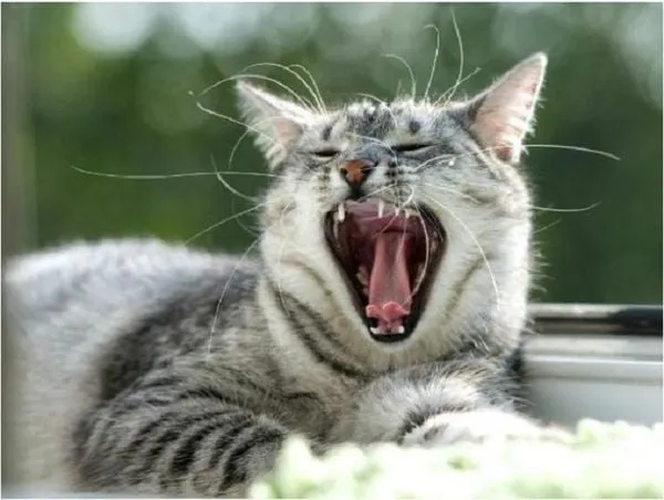 Viêm nướu ở mèo với cao răng tích tụ