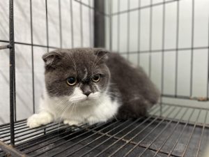 Viêm Ruột Ở Mèo – Nguyên Nhân, Dấu Hiệu Và Cách Điều Trị Hiệu Quả