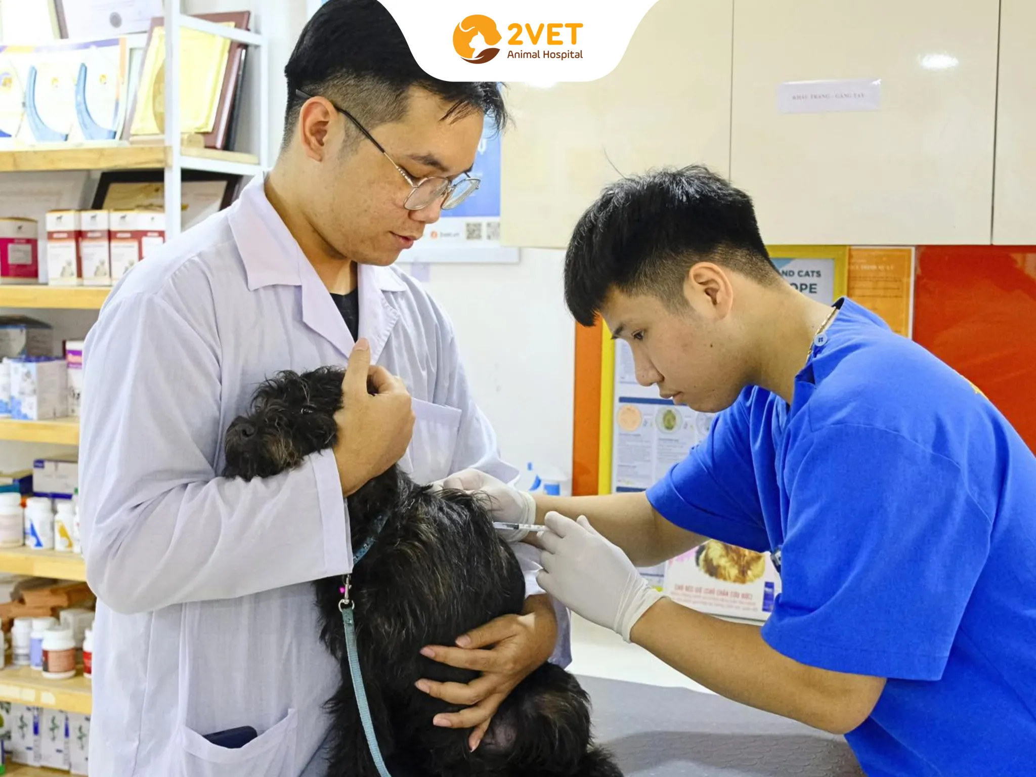 giá-tiêm-phòng-cho-mèo