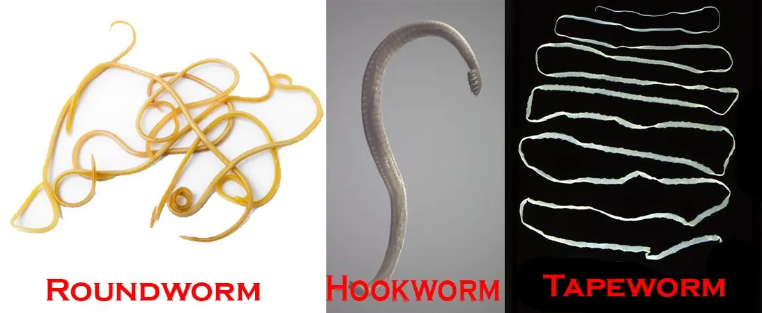 Lịch tẩy giun cho chó theo độ tuổi