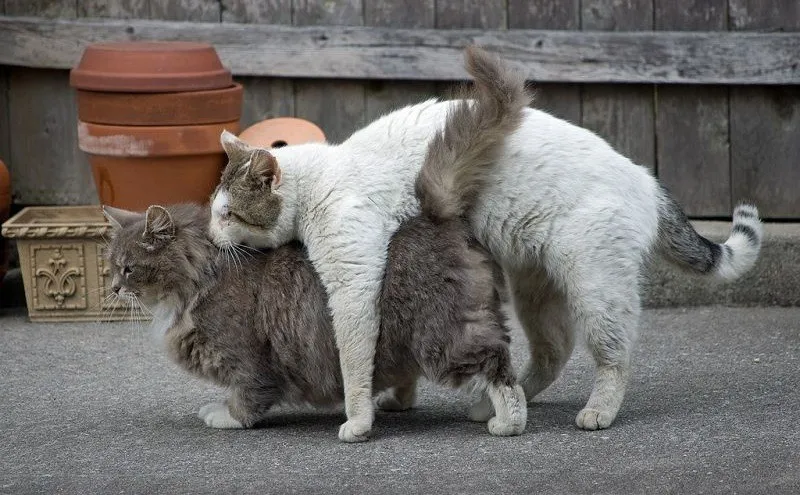 Thuốc tránh thai cho mèo được xem là cái chết thầm lặng