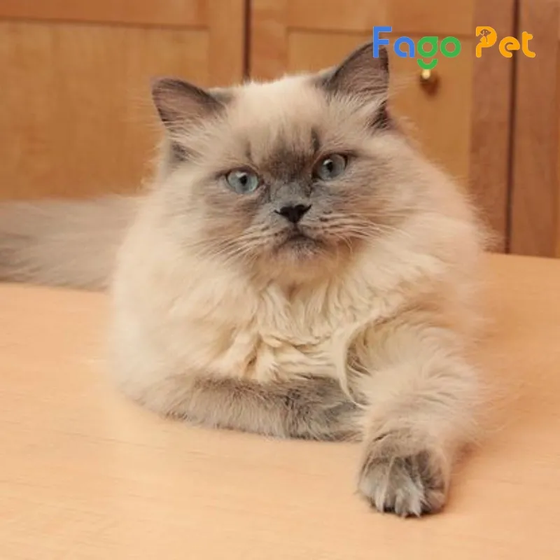 Không nên mua mèo Ba Tư giá rẻ