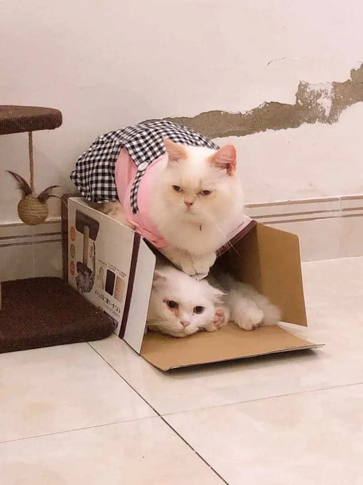 Những em mèo đáng yêu tại Yuna Alaska