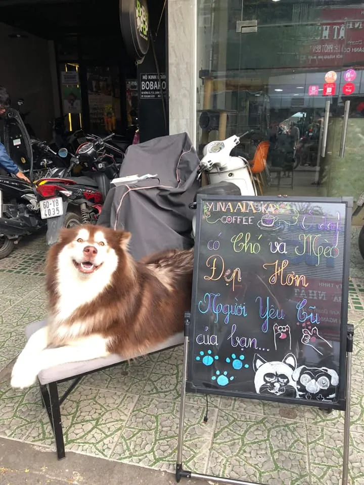 Thú cưng được chăm sóc tốt