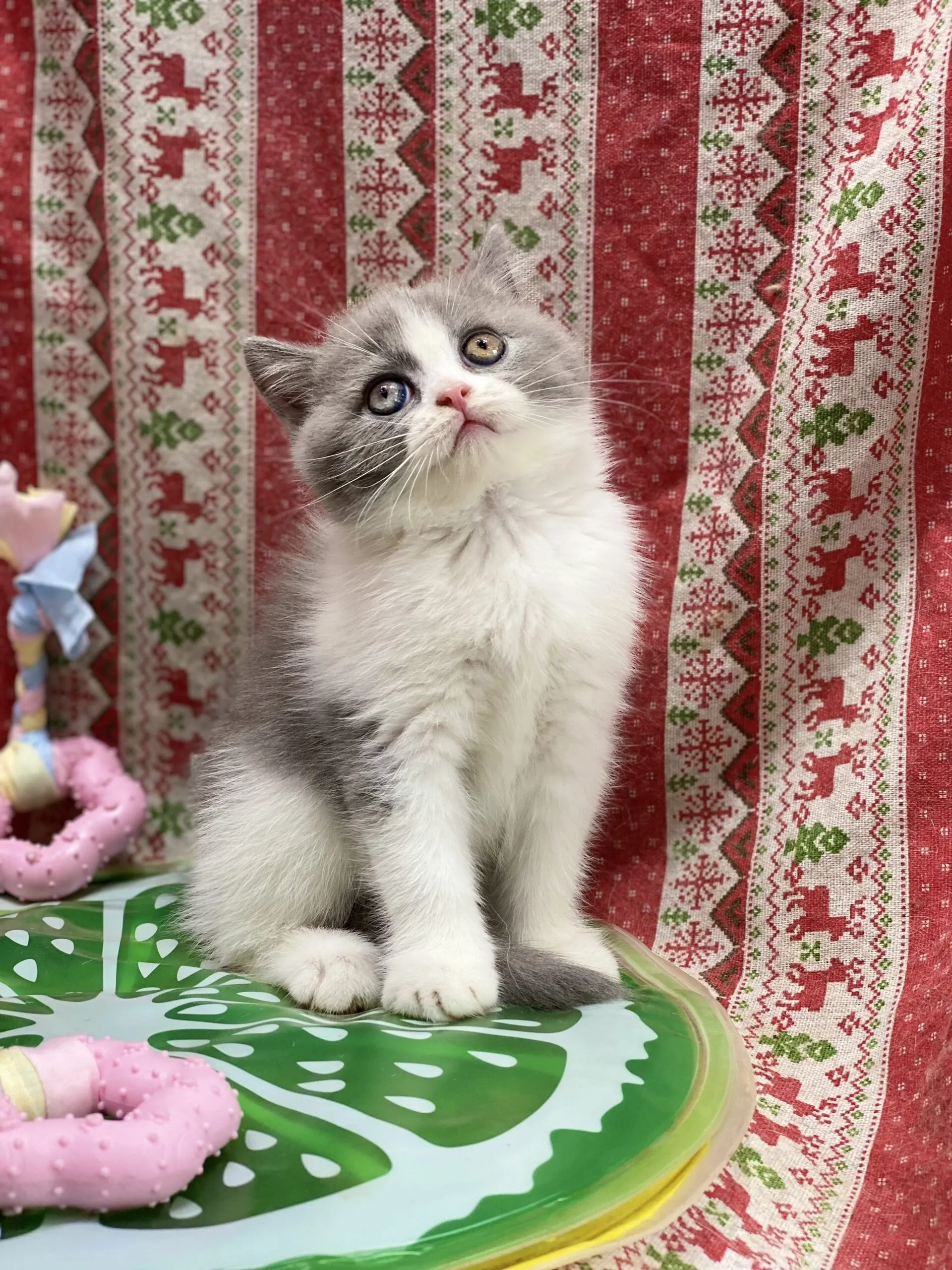 Mèo Anh lông ngắn màu xám trắng bicolor Mã AN30836